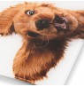 Zelmer ZBS1010 Crazy dog