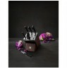 Peilių rinkinys ZWILLING PRO  38448-007-0 (6 elem.)