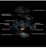 Logitech Gaming Mouse G Pro - mus - LI