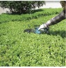 Shears battery grass MAKITA DUM604ZX