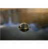Deeper Smart Sonar Chirp+3 | Sonar | Wi-Fi | Brown Green