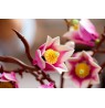 LEGO BOTANICALS 11510 Magnolia Branches