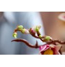 LEGO BOTANICALS 11510 Magnolia Branches