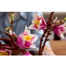 LEGO BOTANICALS 11510 Magnolia Branches