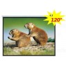 Maclean MC-591 Economy Budget Auto-lock Manual Projection Screen-120’’ 4:3