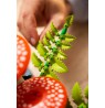 LEGO BOTANICALS 11505 Woodland Mushrooms
