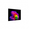 LG OLED55G61LW 55" (139 cm) 4K OLED evo Gallery Smart TV | LG
