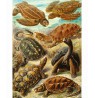Puzzle Good Loot Imagination: Ernst Haeckel Chelonia - Sea Turtles, 1000 pieces