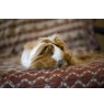 Carl Zeiss 50mm F/1.4 Planar T*