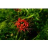 Carl Zeiss 50mm F/1.4 Planar T*