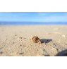 Canon RF 16mm F2.8 STM